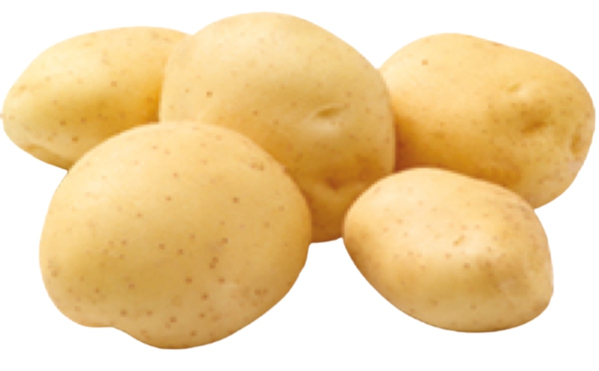 MARITIEMA MARITIEMA
