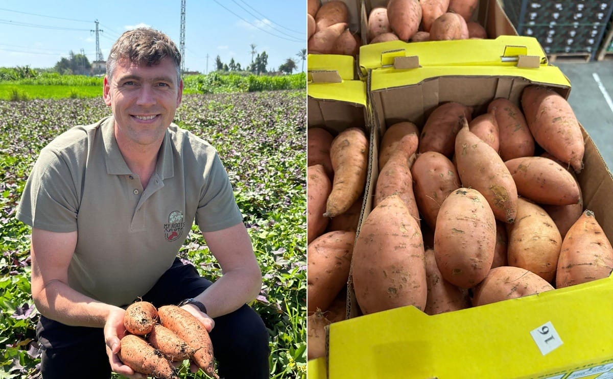 Egyptian sweet potatoes ready for European markets — a rapidly growing sector championed by My Roots and More’s owner, Martin Oudenes
