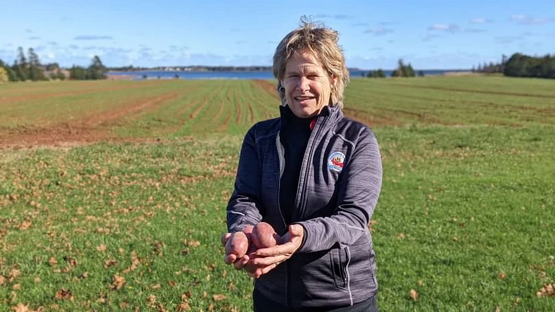 Mary Kay Sonier sostiene las nuevas papas Red Fox en un campo en Fox Island Elite Seed Potato Farm.