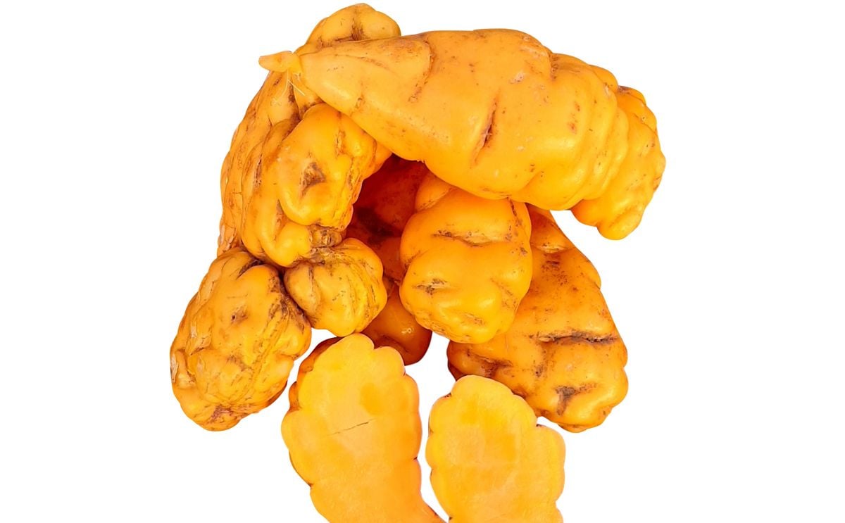 MASHUA MASHUA