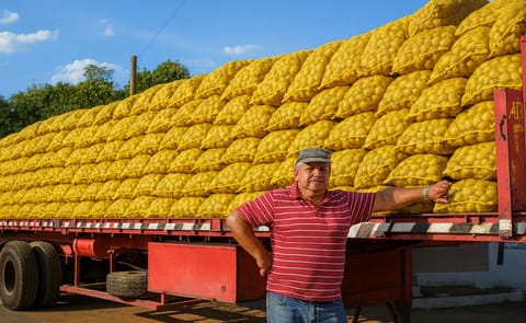 Cuban Province Matanzas Expects to Double Potato Yields this Harvest Cuban Province Matanzas Expects to Double Potato Yields this Harvest