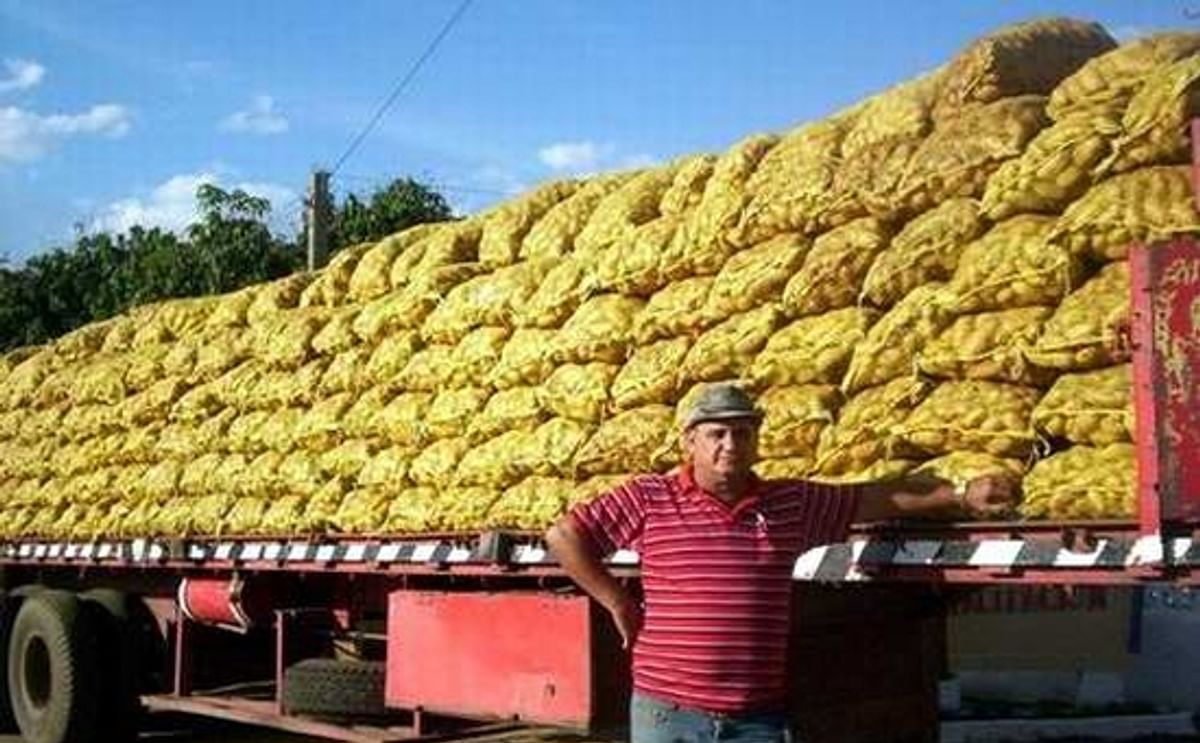 Potatoes harvested in the Cuban Province of Matanzas (2012) Potatoes harvested in the Cuban Province of Matanzas (2012)