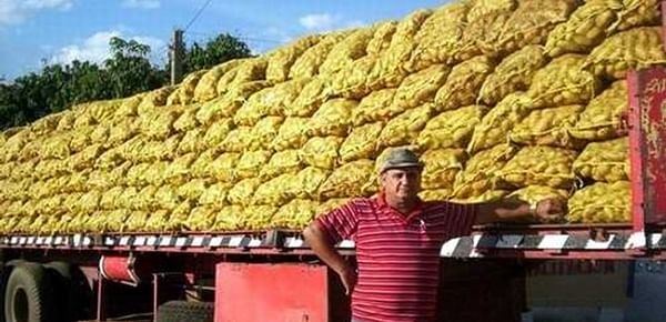 Potatoes harvested in the Cuban Province of Matanzas (2012)