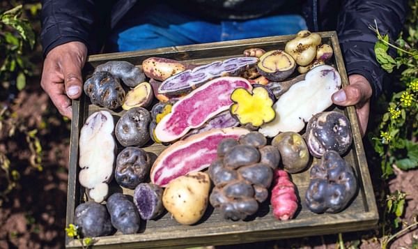 Biodiversidad genética: 223 variedades de papas nativas en MIL Centro