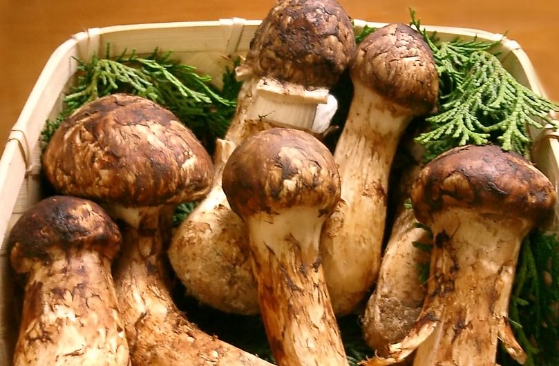 Matsutake mushrooms