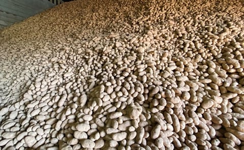 P.E.I. potato farmers were forced to destroy much of their crop following a ban on exports to the United States last year after potato wart was found in two fields. (Courtesy: Kirk Pennell/CBC) P.E.I. potato farmers were forced to destroy much of their crop following a ban on exports to the United States last year after potato wart was found in two fields. (Courtesy: Kirk Pennell/CBC)