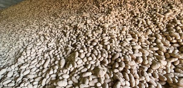 Georgia imports the highest volumes of seed potatoes in eight years