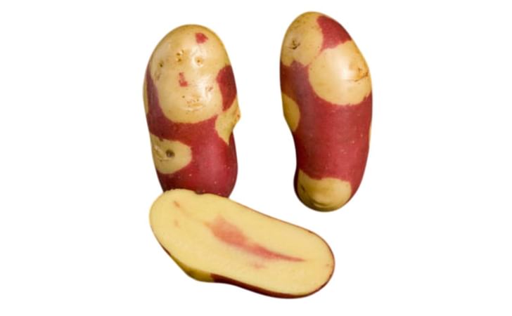 MAYAN TWILIGHT MAYAN TWILIGHT