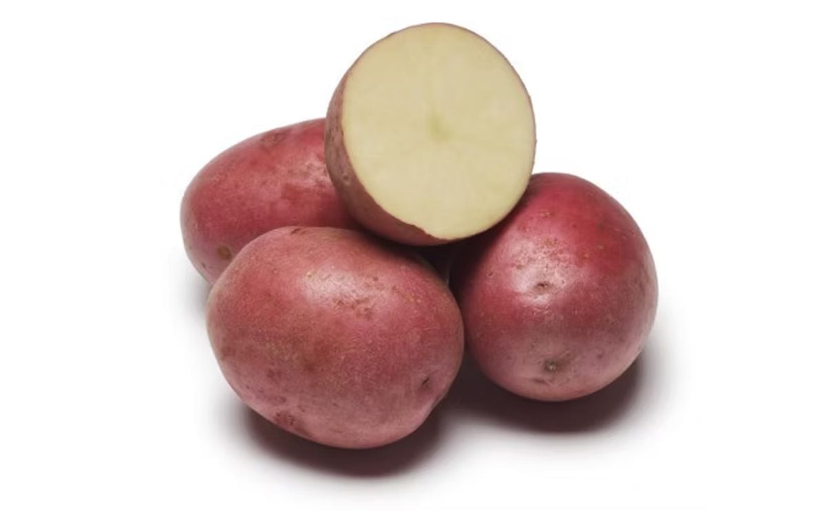 MAZAMA MAZAMA