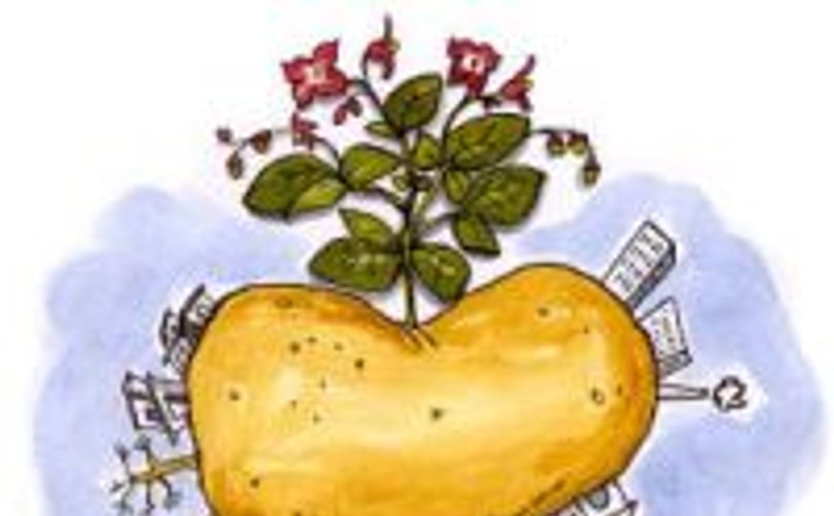 MNcCain aardappel wereld MNcCain aardappel wereld