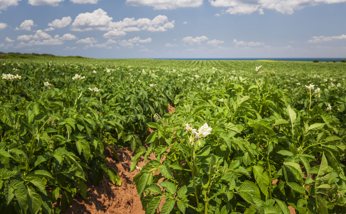 New funding to support potato growers New funding to support potato growers