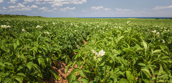McDonald's Canada and McCain Foods partner to launch the CAD 1M Future of Potato Farming Fund to help improve soil health through regenerative farming practices 