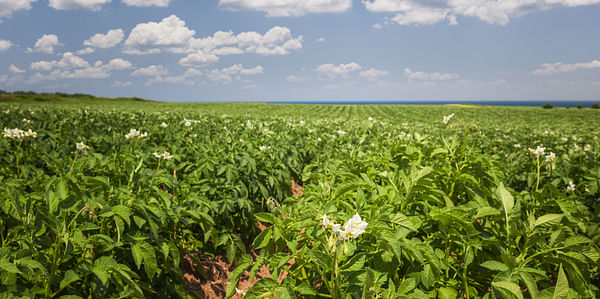 McDonald's Canada and McCain Foods partner to launch the CAD 1M Future of Potato Farming Fund to help improve soil health through regenerative farming practices 