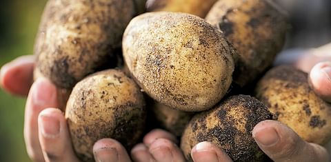 McDonald's is seeking boost resilience of its British potato supply chain to environmental degradation and climate impacts