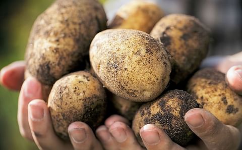 McDonald's is seeking boost resilience of its British potato supply chain to environmental degradation and climate impacts

