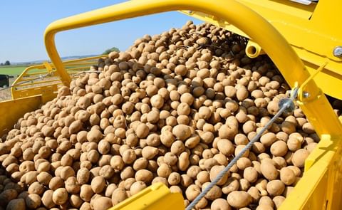 La recolección mecanizada de la patata muestra una constante evolución tecnológica.
La recolección mecanizada de la patata muestra una constante evolución tecnológica.