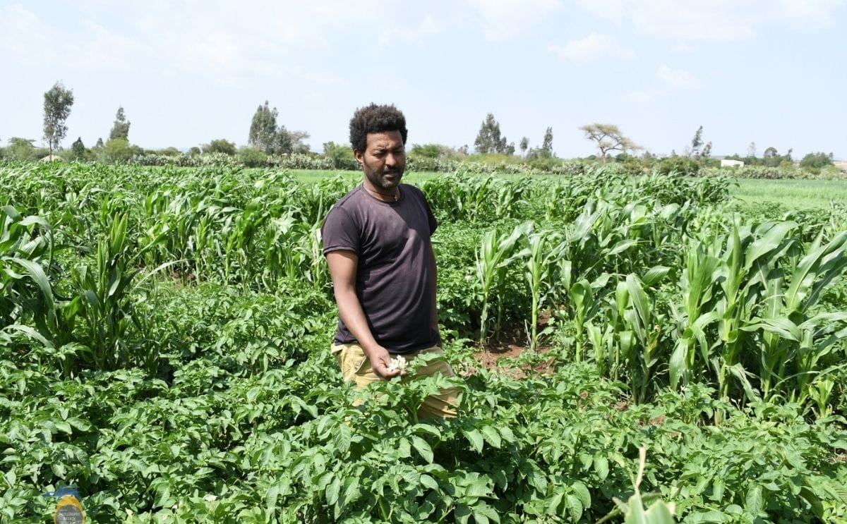 Medhanie Okbai, from the Agriculture Office in Dubarwa sub-zone