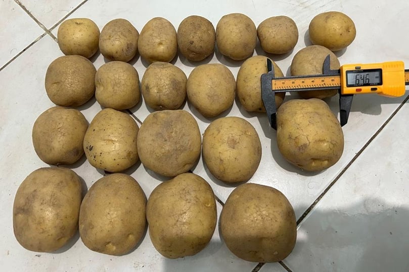 Egyptian Potatoes: Meeting Global Standards for Quality and Size Egyptian Potatoes: Meeting Global Standards for Quality and Size