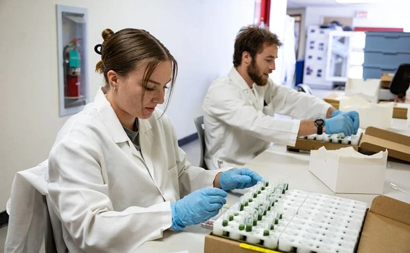 Megan Steinmasel, left, and Santo Mallon, Montana State University students fill ELISA plates with potato leaf juice to be tested for disease on July 14, 2022 at MSU's potato lab. Ridley Hudson/Chronicle Megan Steinmasel, left, and Santo Mallon, Montana State University students fill ELISA plates with potato leaf juice to be tested for disease on July 14, 2022 at MSU's potato lab. Ridley Hudson/Chronicle