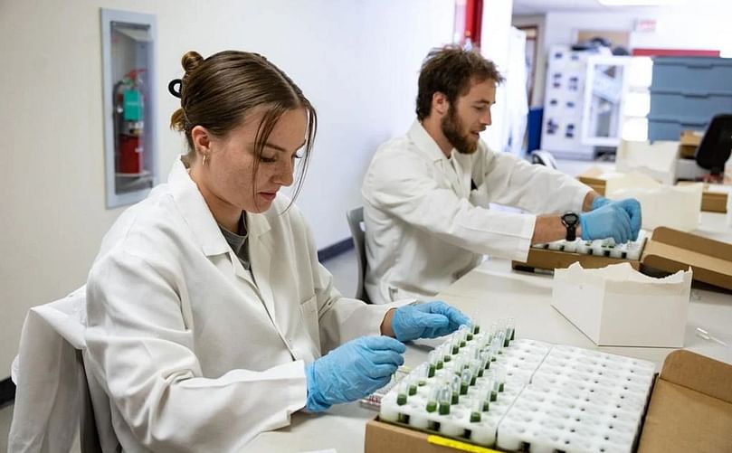 Megan Steinmasel, left, and Santo Mallon, Montana State University students fill ELISA plates with potato leaf juice to be tested for disease on July 14, 2022 at MSU's potato lab. Ridley Hudson/Chronicle