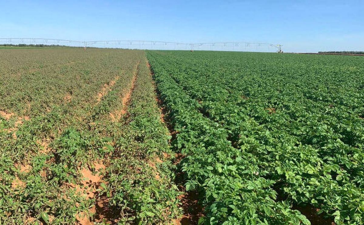 De Holanda a Écija para lograr la mejor variedad de patata De Holanda a Écija para lograr la mejor variedad de patata