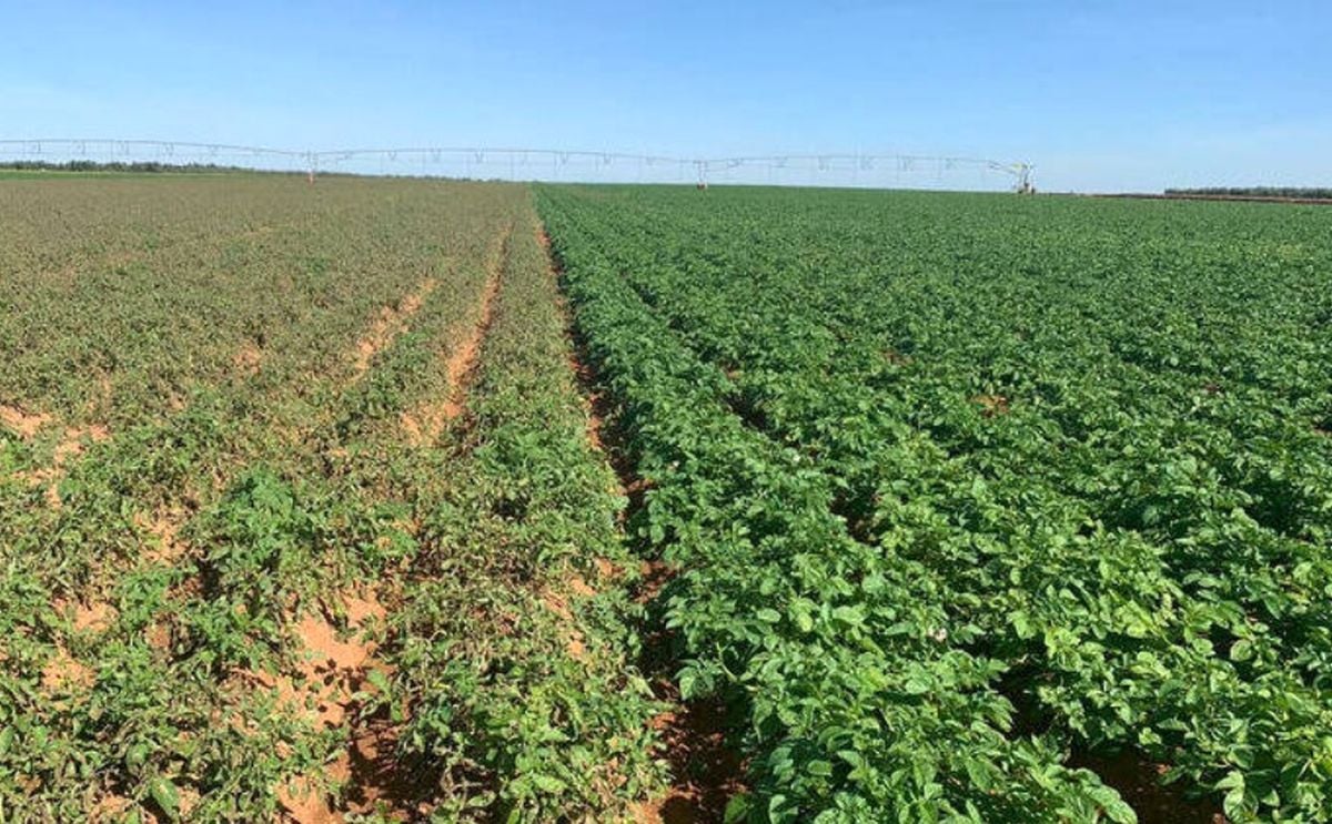 De Holanda a Écija para lograr la mejor variedad de patata De Holanda a Écija para lograr la mejor variedad de patata