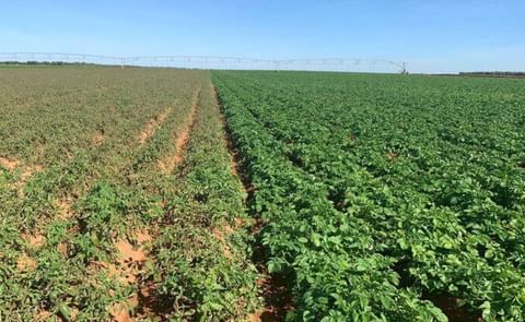 Ensayo de la variedad Acoustic de Meijer frente al testigo Ensayo de la variedad Acoustic de Meijer frente al testigo