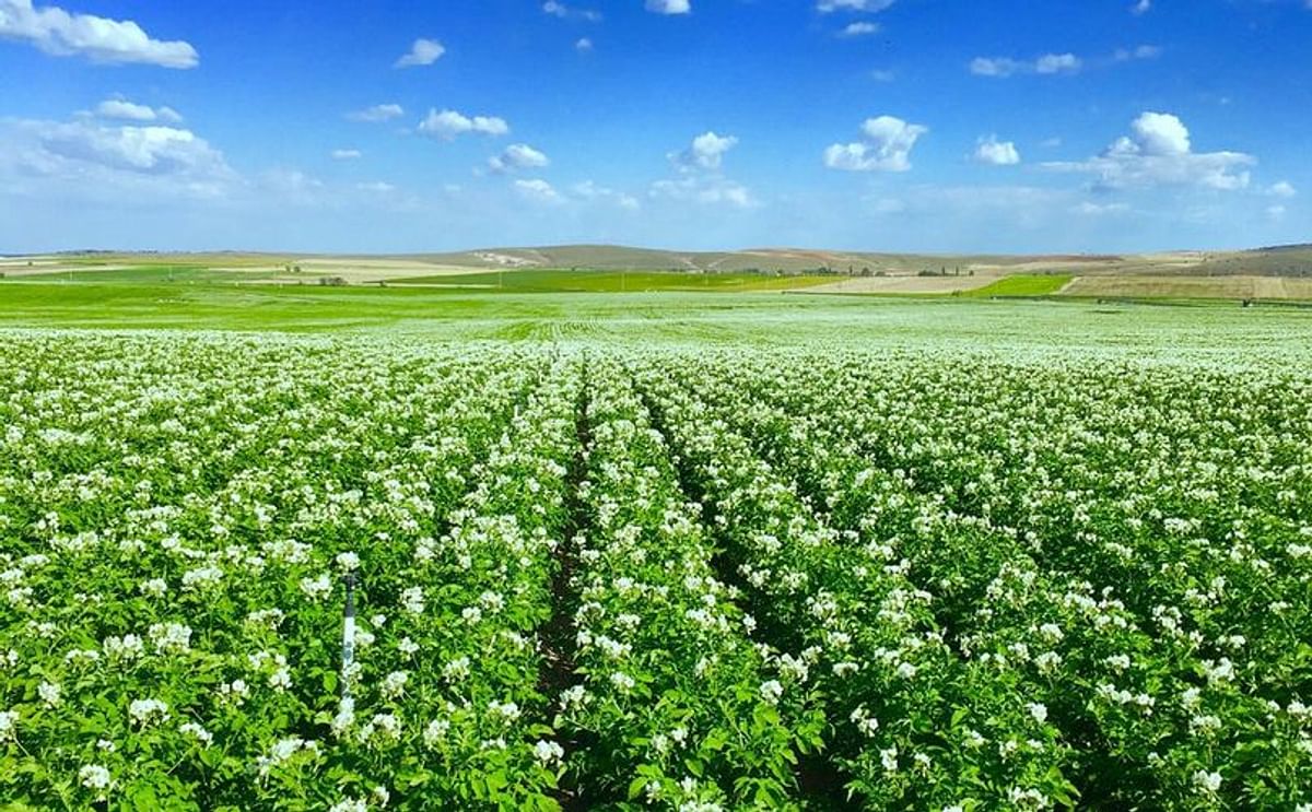 A look at the current status of the potato fields in Turkey. This is a potato field (seed) in Turkey on June 30, 2018 
(Courtesy: Twitter / JV Meijer- İnan tohumculuk; @inanmeijer)