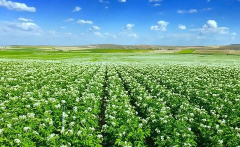 A look at the current status of the potato fields in Turkey. This is a potato field (seed) in Turkey on June 30, 2018
(Courtesy: Twitter / JV Meijer- İnan tohumculuk; @inanmeijer) A look at the current status of the potato fields in Turkey. This is a potato field (seed) in Turkey on June 30, 2018
(Courtesy: Twitter / JV Meijer- İnan tohumculuk; @inanmeijer)