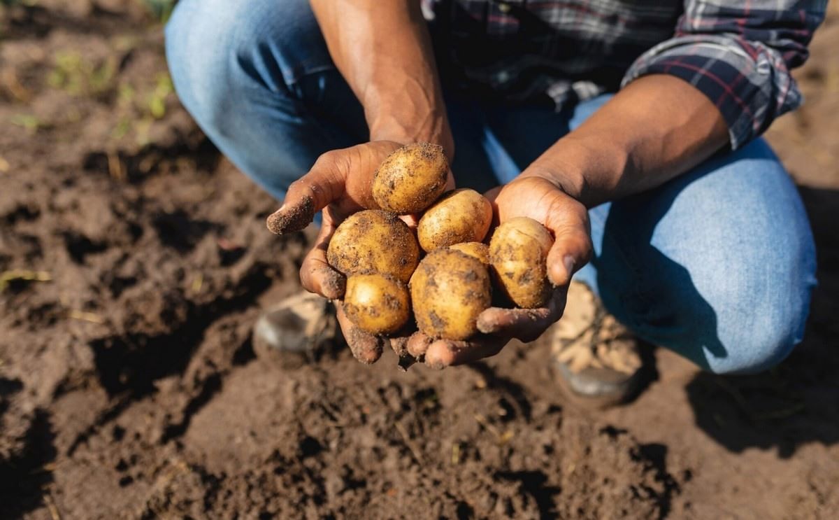 Productores de Castilla y León enfrentan precios más bajos a pesar del aumento en la superficie cosechada. Productores de Castilla y León enfrentan precios más bajos a pesar del aumento en la superficie cosechada.