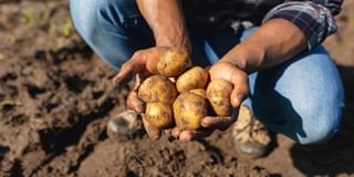 Producers in Castile and Leon face lower prices despite increased harvested area Producers in Castile and Leon face lower prices despite increased harvested area