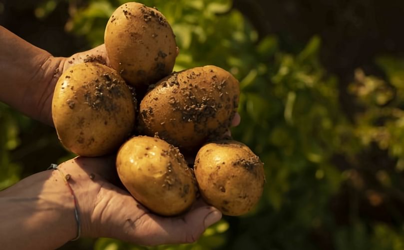 Patatas Melendez patatas