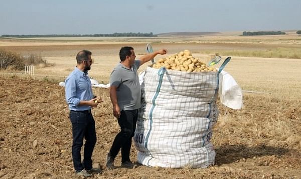 Patatas Meléndez arranca una nueva campaña de recogida de patata