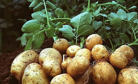 México prohíbe importaciones de papa fresca de Estados Unidos México prohíbe importaciones de papa fresca de Estados Unidos