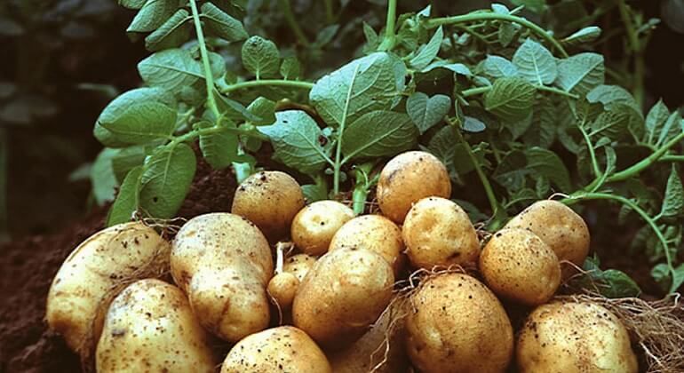 México prohíbe importaciones de papa fresca de Estados Unidos México-prohibe-importar-papa-fresca-de-Estados-Unidos