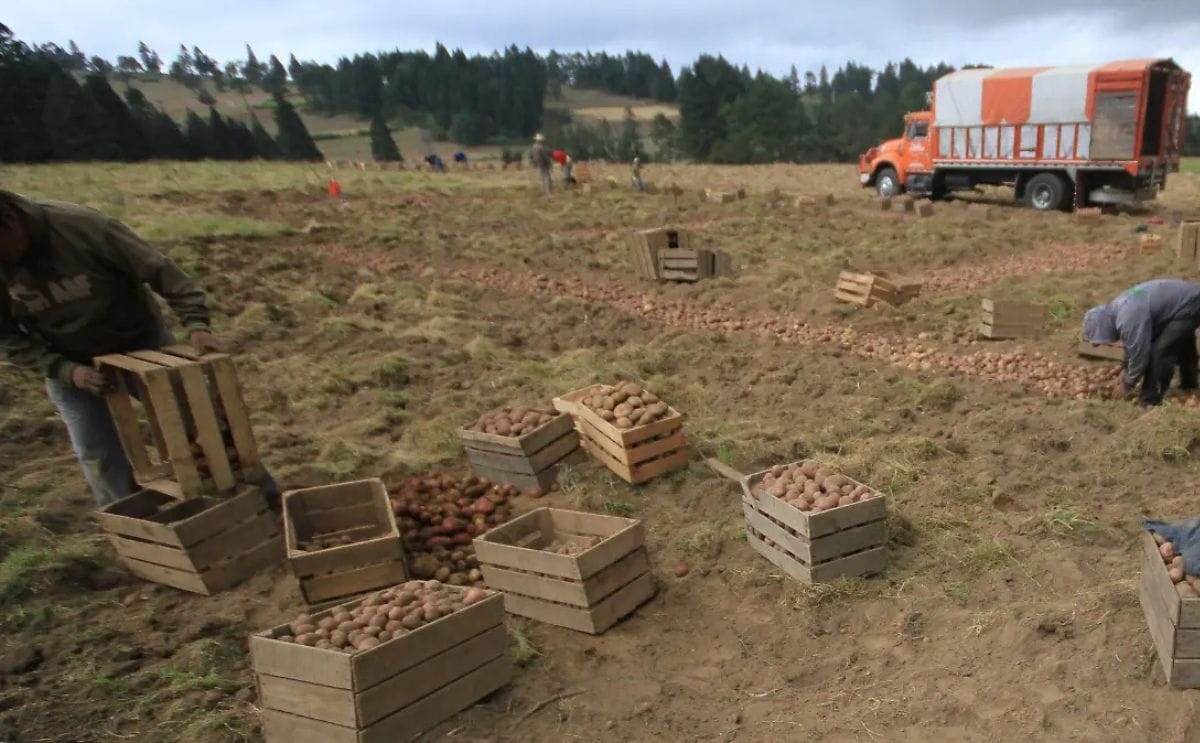 Especialistas y colectivos proponen la cafeticultura regenerativa como alternativa al cultivo de papa con agroquímicos en municipios de la región de Xalapa, ante la contaminación de agua y suelo.