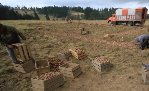 Especialistas y colectivos proponen la cafeticultura regenerativa como alternativa al cultivo de papa con agroquímicos en municipios de la región de Xalapa, ante la contaminación de agua y suelo. Especialistas y colectivos proponen la cafeticultura regenerativa como alternativa al cultivo de papa con agroquímicos en municipios de la región de Xalapa, ante la contaminación de agua y suelo.