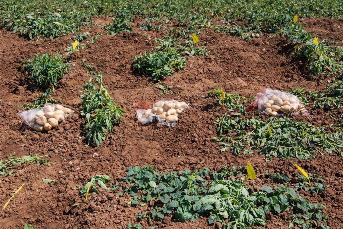 Heladas intensas en la zona alta de La Perla, México, afectan cultivos de papa y follaje, generando preocupación por posibles pérdidas económicas para los productores locales.