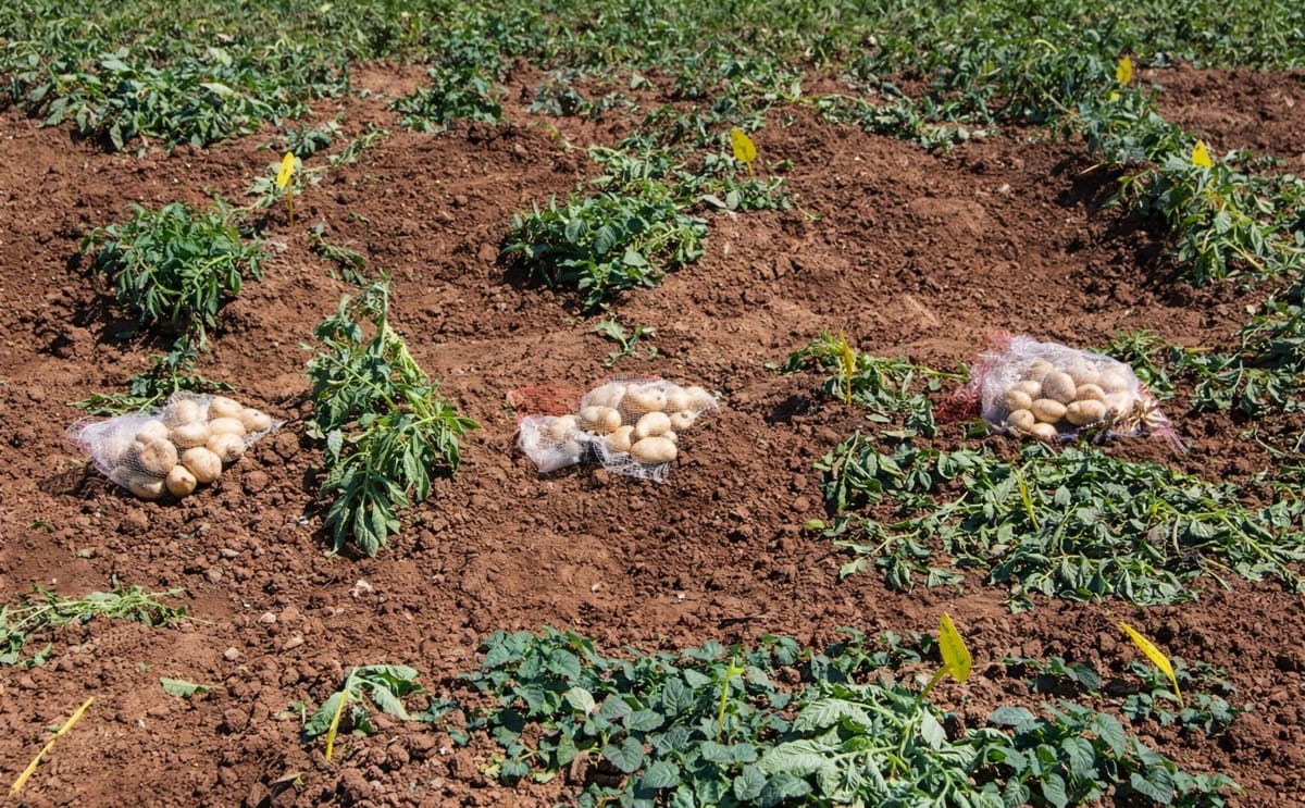 Heladas intensas en la zona alta de La Perla, México, afectan cultivos de papa y follaje, generando preocupación por posibles pérdidas económicas para los productores locales. Heladas intensas en la zona alta de La Perla, México, afectan cultivos de papa y follaje, generando preocupación por posibles pérdidas económicas para los productores locales.