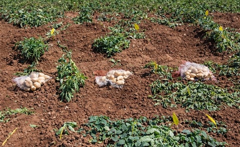 Heladas intensas en la zona alta de La Perla, México, afectan cultivos de papa y follaje, generando preocupación por posibles pérdidas económicas para los productores locales. Heladas intensas en la zona alta de La Perla, México, afectan cultivos de papa y follaje, generando preocupación por posibles pérdidas económicas para los productores locales.
