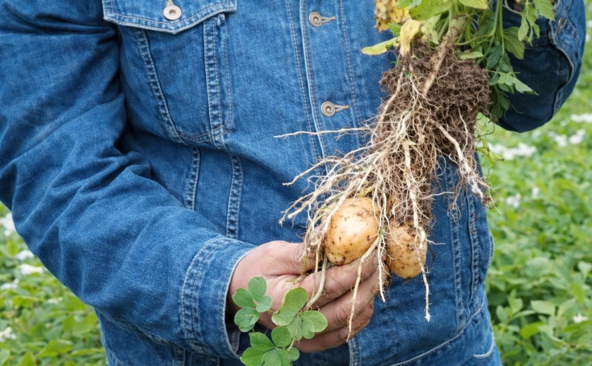 Papas recién cosechadas Papas recién cosechadas