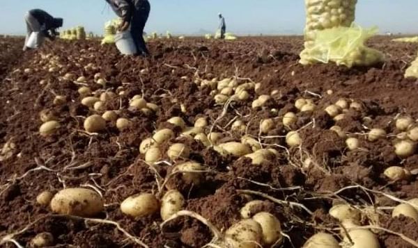 Mexican court blocks import of potatoes from the United States