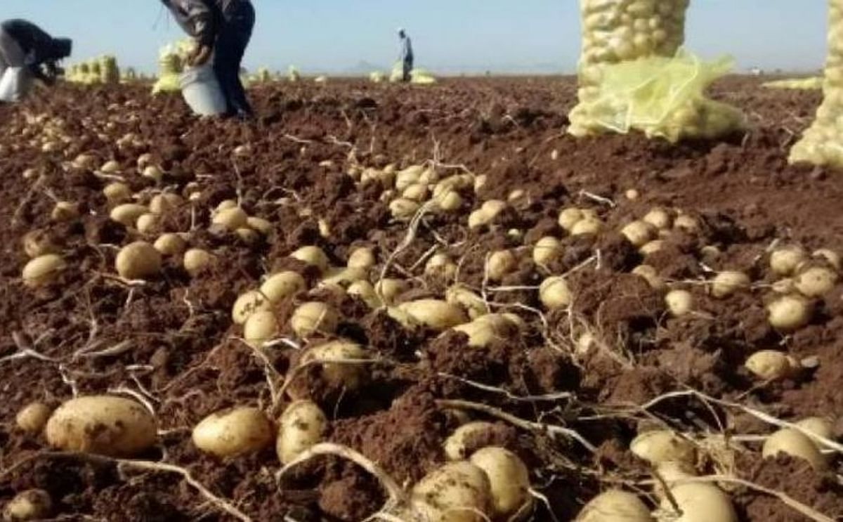 Potato field in Mexico