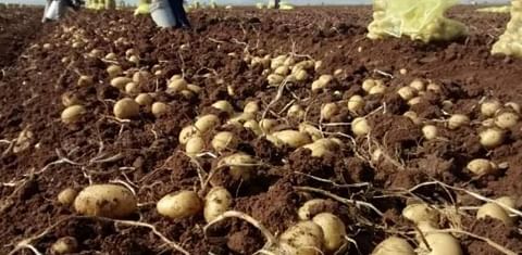 Mexican court blocks import of potatoes from the United States