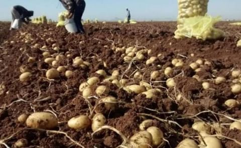 Potato field in Mexico Potato field in Mexico
