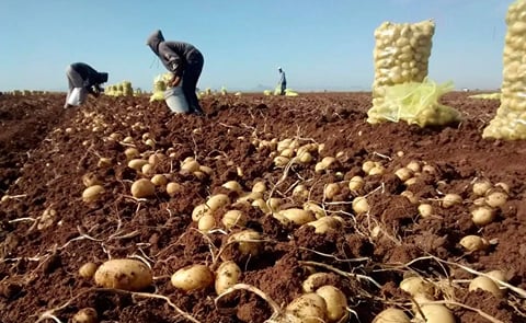 Potato harvest in Sinaloa, Mexico Potato harvest in Sinaloa, Mexico