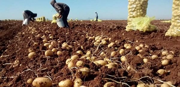 New Mexican potato variety Citlali shows resistance to late blight and zebra chip disease