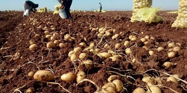 New Mexican potato variety Citlali shows resistance to late blight and zebra chip disease