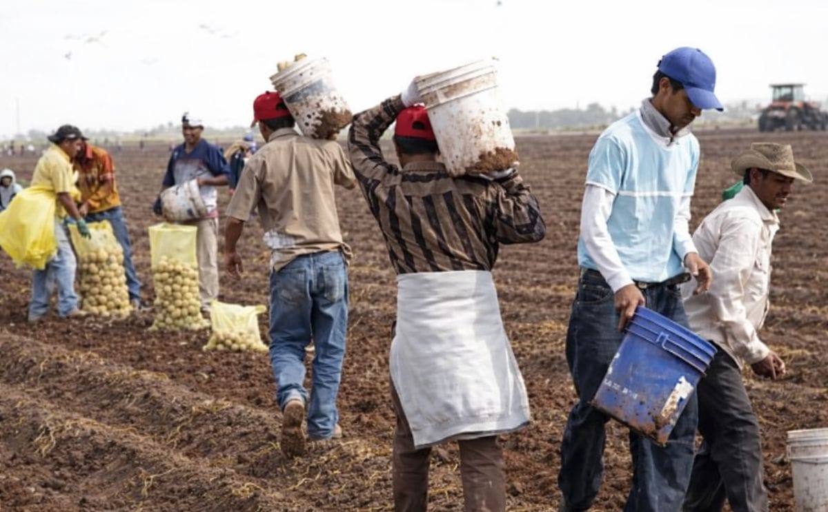 Lower potato yield in Sinaloa, Mexico