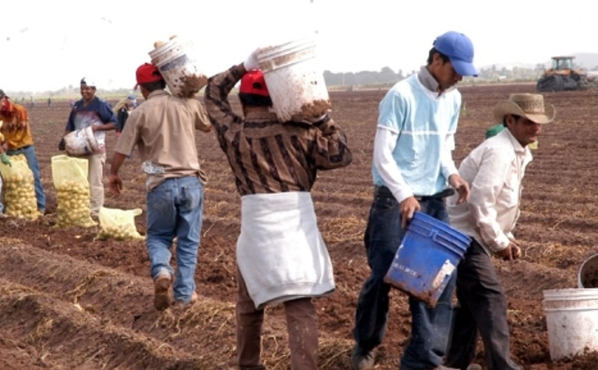 Lower potato yield in Sinaloa, Mexico